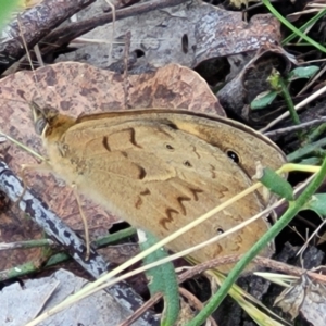 Heteronympha merope at Stromlo, ACT - 4 Dec 2021 09:41 AM