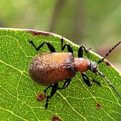 Ecnolagria grandis (Honeybrown beetle) at Stromlo, ACT - 3 Dec 2021 by tpreston