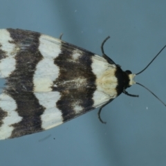 Termessa gratiosa (Termessa gratiosa) at Ainslie, ACT - 2 Dec 2021 by jb2602