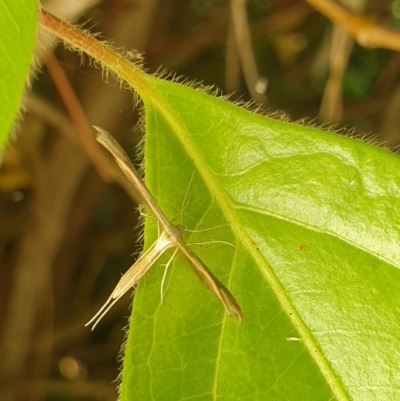 Stenoptilia zophodactylus (Dowdy Plume Moth) at Turner, ACT - 4 Dec 2021 by LD12