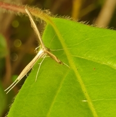 Stenoptilia zophodactylus at Turner, ACT - 4 Dec 2021