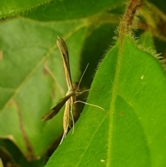 Stenoptilia zophodactylus at Turner, ACT - 4 Dec 2021