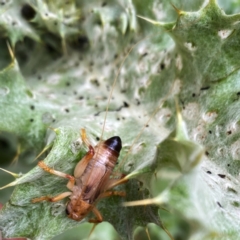 Gryllacrididae (family) (Unidentified Raspy Cricket) at Googong, NSW - 3 Dec 2021 by Wandiyali