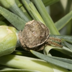 Dolophones sp. (genus) (Wrap-around spider) at Higgins, ACT - 2 Dec 2021 by AlisonMilton