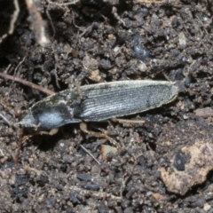 Monocrepidus sp. (genus) (Click beetle) at Higgins, ACT - 2 Dec 2021 by AlisonMilton