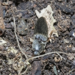 Monocrepidus sp. (genus) at Higgins, ACT - 3 Dec 2021