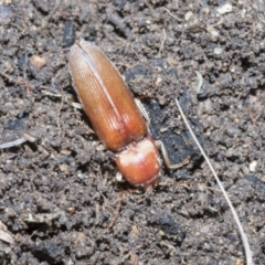 Monocrepidius (genus) (Click beetle) at Higgins, ACT - 3 Dec 2021 by AlisonMilton