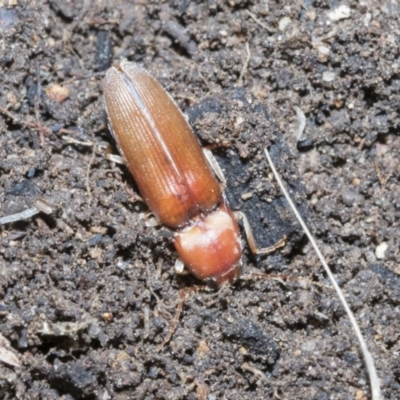 Monocrepidius (genus) (Click beetle) at Higgins, ACT - 3 Dec 2021 by AlisonMilton