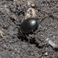 Adelium subdepressum at Higgins, ACT - 3 Dec 2021 09:06 AM