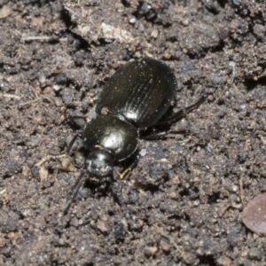 Adelium subdepressum at Higgins, ACT - 3 Dec 2021 09:06 AM