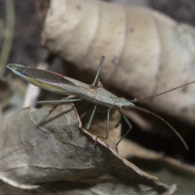 Mutusca brevicornis (A broad-headed bug) at Higgins, ACT - 2 Dec 2021 by AlisonMilton