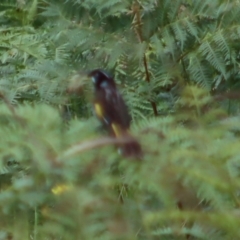 Phylidonyris novaehollandiae (New Holland Honeyeater) at Broulee, NSW - 4 Dec 2021 by LisaH