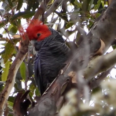 Callocephalon fimbriatum (Gang-gang Cockatoo) at Moruya, NSW - 4 Dec 2021 by LisaH