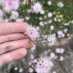 Kunzea parvifolia (Violet Kunzea) at Bundanoon, NSW - 14 Nov 2021 by Tapirlord