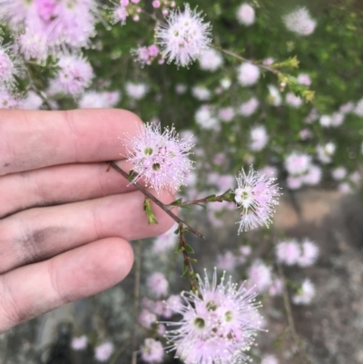 Kunzea parvifolia (Violet Kunzea) at Bundanoon, NSW - 14 Nov 2021 by Tapirlord