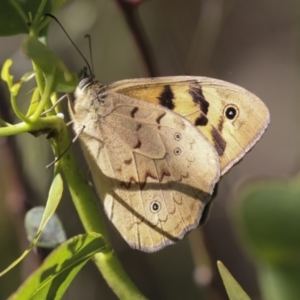 Heteronympha merope at Higgins, ACT - 30 Nov 2021 09:18 AM