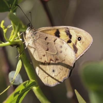 Heteronympha merope (Common Brown Butterfly) at Higgins, ACT - 29 Nov 2021 by AlisonMilton