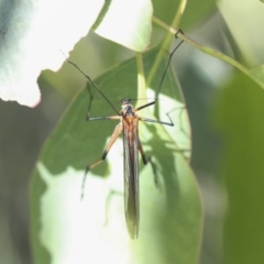 Harpobittacus australis (Hangingfly) at Higgins, ACT - 29 Nov 2021 by AlisonMilton