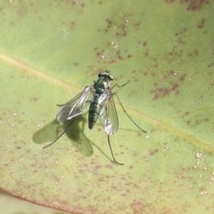 Dolichopodidae (family) (Unidentified Long-legged fly) at Higgins, ACT - 30 Nov 2021 by AlisonMilton