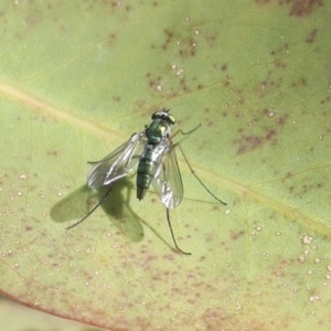 Dolichopodidae (family) at Higgins, ACT - 30 Nov 2021