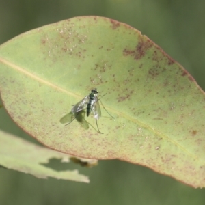 Dolichopodidae (family) at Higgins, ACT - 30 Nov 2021 09:53 AM