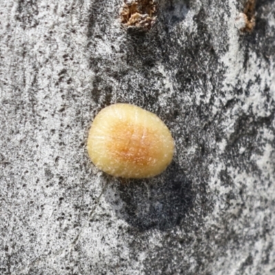 Coccoidea (superfamily) (Mealy bug or scale insect) at Higgins, ACT - 30 Nov 2021 by AlisonMilton