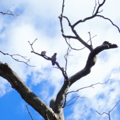 Callocephalon fimbriatum (Gang-gang Cockatoo) at Cook, ACT - 2 Dec 2021 by CathB