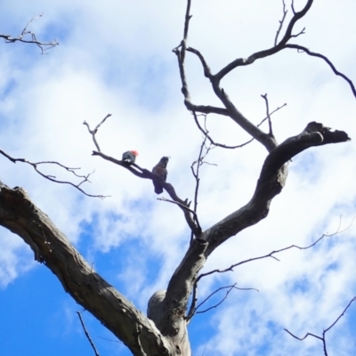 Callocephalon fimbriatum (Gang-gang Cockatoo) at Cook, ACT - 3 Dec 2021 by CathB