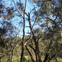 Callocephalon fimbriatum at Cook, ACT - suppressed