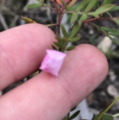 Boronia pinnata (Pinnate Boronia) at Bundanoon, NSW - 14 Nov 2021 by Tapirlord