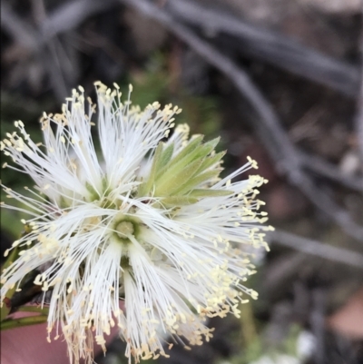 Melaleuca capitata (Sandstone Honey-Myrtle) at Bundanoon, NSW - 14 Nov 2021 by Tapirlord