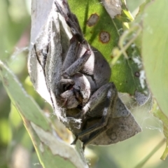 Isopedella pessleri (A huntsman spider) at Higgins, ACT - 30 Nov 2021 by AlisonMilton