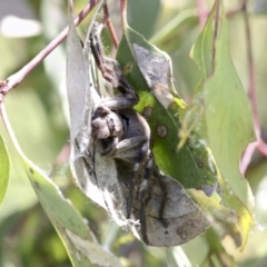 Isopedella pessleri at Higgins, ACT - 30 Nov 2021