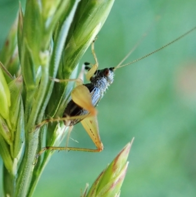 Trigonidium sp. (genus) (A Sword-tail Cricket) at Cook, ACT - 30 Nov 2021 by CathB