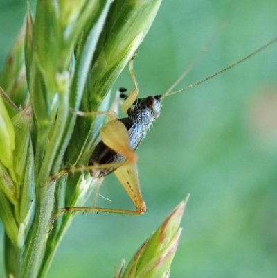 Trigonidium sp. (genus) (A Sword-tail Cricket) at Cook, ACT - 29 Nov 2021 by CathB