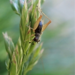 Trigonidium sp. (genus) at Cook, ACT - 30 Nov 2021 07:56 AM