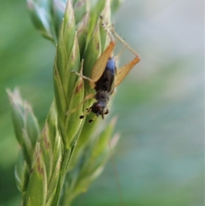 Trigonidium sp. (genus) at Cook, ACT - 30 Nov 2021