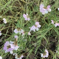 Lotus australis (Austral Trefoil) at Bonython, ACT - 3 Dec 2021 by SandraH