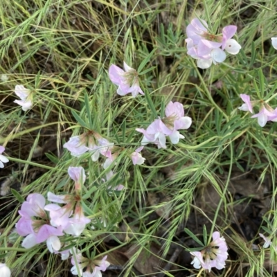 Lotus australis (Austral Trefoil) at Bonython, ACT - 3 Dec 2021 by SandraH