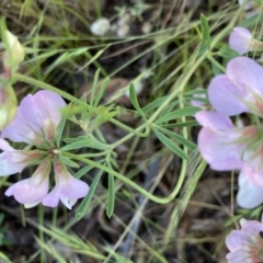 Lotus australis at Bonython, ACT - 3 Dec 2021