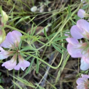 Lotus australis at Bonython, ACT - 3 Dec 2021