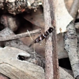 Stagmatophora argyrostrepta at Aranda, ACT - 28 Nov 2021