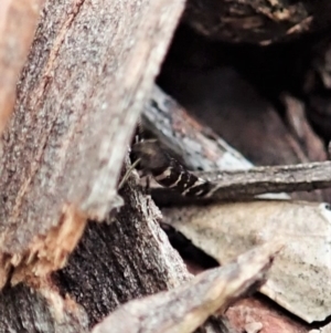 Stagmatophora argyrostrepta at Aranda, ACT - 28 Nov 2021