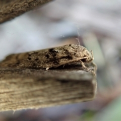 Philobota philostaura (A Concealer moth (Philobota group)) at Cook, ACT - 29 Nov 2021 by CathB