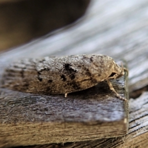 Philobota philostaura at Cook, ACT - suppressed