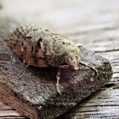 Philobota philostaura at Cook, ACT - suppressed