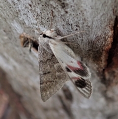 Crypsiphona ocultaria (Red-lined Looper Moth) at Cook, ACT - 26 Nov 2021 by CathB