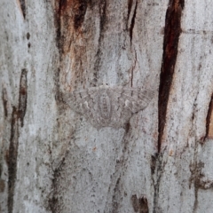 Crypsiphona ocultaria at Cook, ACT - 26 Nov 2021