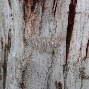 Crypsiphona ocultaria at Cook, ACT - 26 Nov 2021