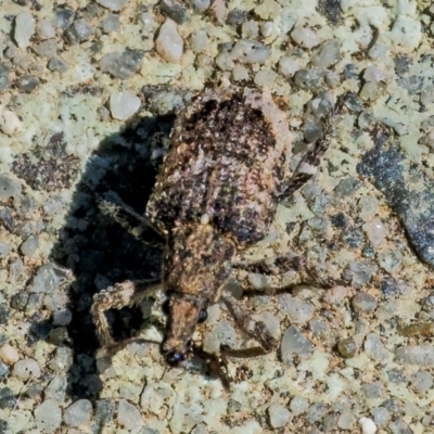 Ethemaia sellata (Grey-banded leaf weevil) at Googong, NSW - 2 Dec 2021 by WHall